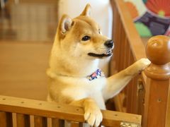 -豆柴町-柴犬主题狗咖(红鼎国际C座店)