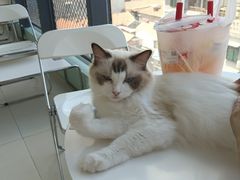 -怪兽屋·羊驼·猫咖·狗咖(俊华广场店)