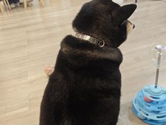 -柴迷FANS CLUB·柴犬狗咖·猫咖