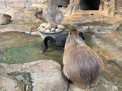 -海合安成都极地海洋公园
