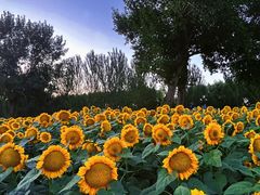 -长白岛森林公园