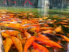 -千岛湖东南湖区
