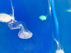 -海合安武汉极地海洋公园