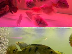 -华声天桥民俗文化园