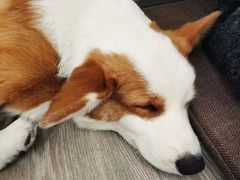-浣熊柯尔鸭土拨鼠·电玩咖