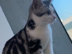 -lincat·猫舍(广州店)