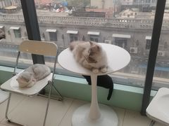 -怪兽屋·羊驼·猫咖·狗咖(俊华广场店)