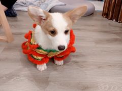 -浣熊柯尔鸭土拨鼠·电玩咖