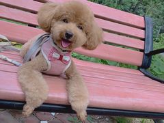 -宠福鑫康馨动物医院·骨科·眼科