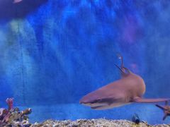 -太平洋海底世界