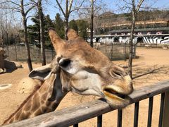 -大连森林动物园