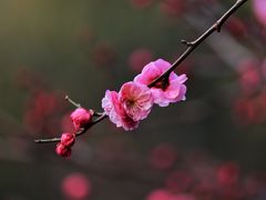 -上海吴淞炮台湾国家湿地公园