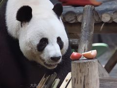 -栾川竹海野生动物园