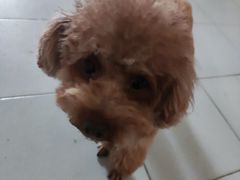 -瑞派动物医院·猫专科·至诚(江南中分院)