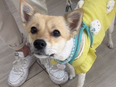 -申普宠物医院·眼科·心内科·影像科(普陀分院)