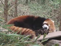 -都江堰中华大熊猫苑