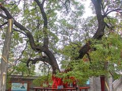 -洛阳周公庙博物馆