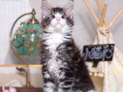 -小猫来了·猫舍(红山六九七九店)