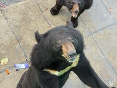 -西霞口神雕山野生动物世界