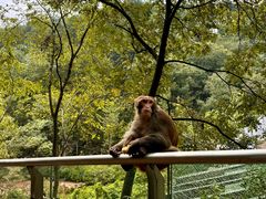 -黔灵山公园