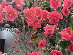 -南京民俗博物馆(甘熙故居)