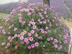 -紫海香堤香草艺术庄园