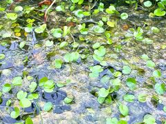 -昆山城市生态森林公园