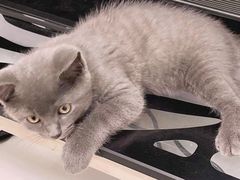 -1013 PET SHOP 宠物商店(近铁城市广场店)