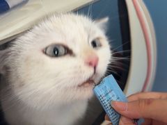 -瑞派福兴宠物医院犬猫全科·骨科·中西医结合(河东店)