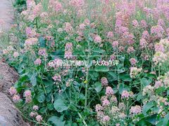 -中国天府农业博览园