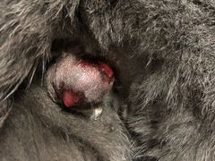 -芭比堂宠物医院·全科爱猫医院·仁德分院