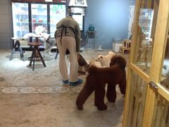 -more than meow吴止猫主题餐厅(承德 中船汇店)