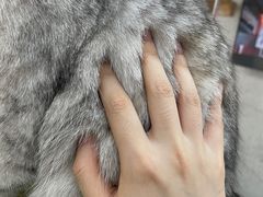 -喵园·猫主题咖啡厅·撸猫·猫咖(国贸店)