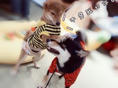 -逗柴咖啡屋·狗咖猫咖宠物桌游