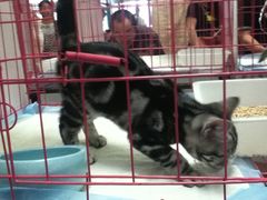 -纳吉亚猫专科动物诊疗中心(蒋宅口分院)