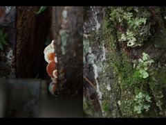 -五营红松林海景区