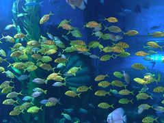 -顺德南宏海立方海洋公园