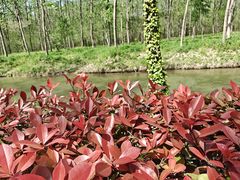 -合肥滨湖国家森林公园
