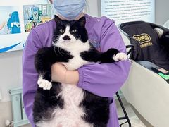 -北京观赏动物医院·24小时大型综合·猫专科·异宠专科