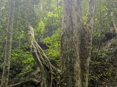 -西双版纳原始森林公园