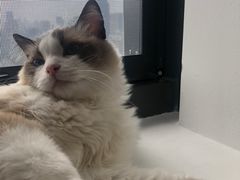 -猫腻·猫咖·撸猫馆(星光大道店)
