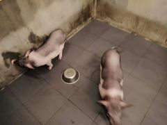 -三肥两瘦烤肉(鹿城店)