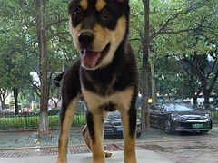 -瑞派康怡24h宠物医院·犬猫医疗中心·微创绝育(瑞景分院)