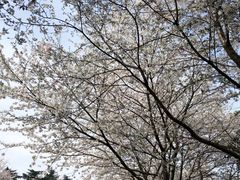-武汉大学-樱园