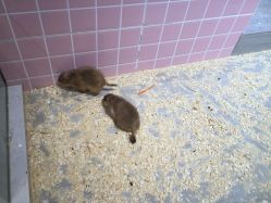 -Moni星球萌宠·小马宝莉·灵蛇·高端高阶全萌宠互动体验俱乐部(红豆国际广场店)