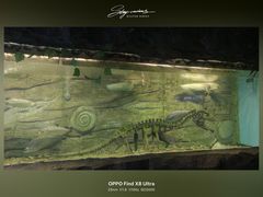 -芜湖新华联大白鲸海洋公园