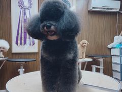 -鑫艺宠物美容培训学校