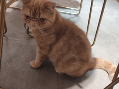 -飞行喵MR PILOT|猫舍·猫咖(静安大融城店)