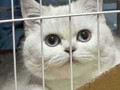 -三花喵·撸猫购宠·宠物生活馆(虹桥南丰城店)