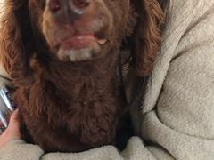 -佑安动物医院·全科·内窥镜中心(幸福巷店)